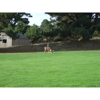 You'll see deer from the first hole on at Sea Ranch Golf Links.