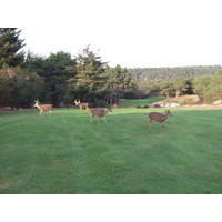 Graves design can look even tougher if an army of deer blocks your path at Sea Ranch Golf Links.